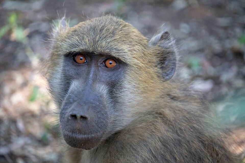 Baboon © 2020 Katie Murray | All Rights Reserved