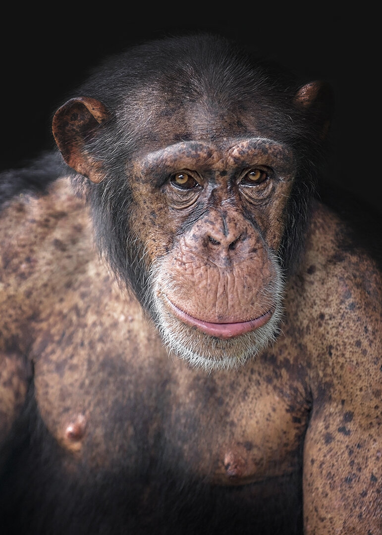 Chimpanzee Portrait © 2020 Crystal Alba | All Rights Reserved