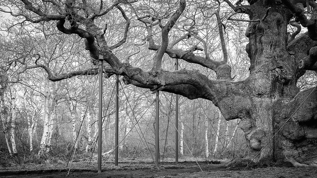 Robin Hood’s Major Oak. Photograph © 2020 PhotographsByPhoenix. All Rights Reserved.