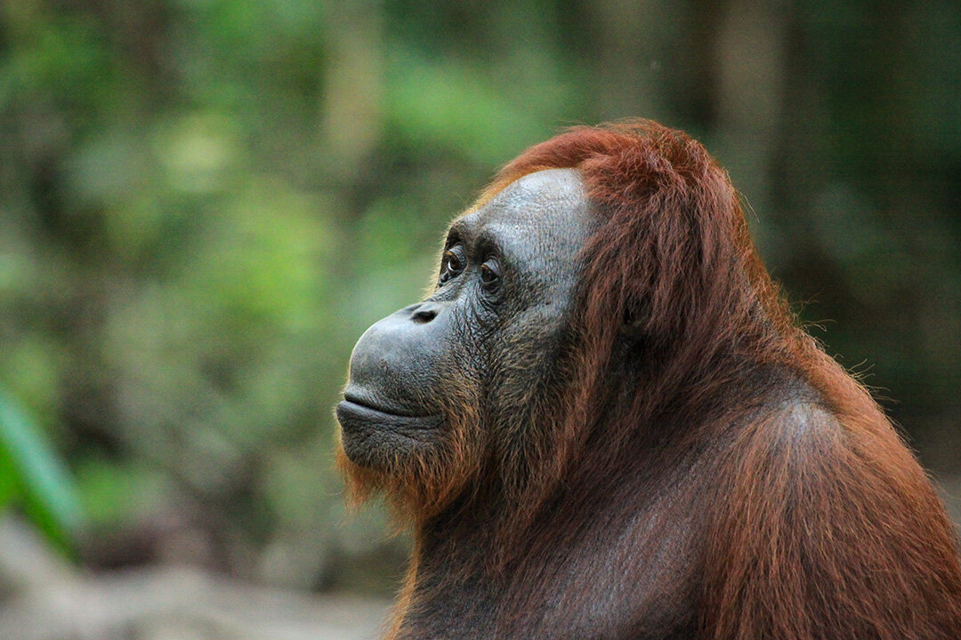 Contemplation, Bornean Orangutan, Indonesia. Photograph © 2020 Mariko Tada. All Rights Reserved.