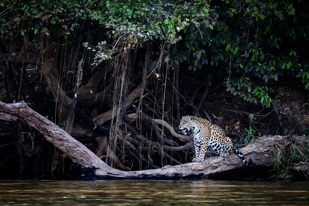 Kingdom of the Jaguar, Pantanal, Brazil. Photograph © 2020 Mariko Tada. All Rights Reserved.