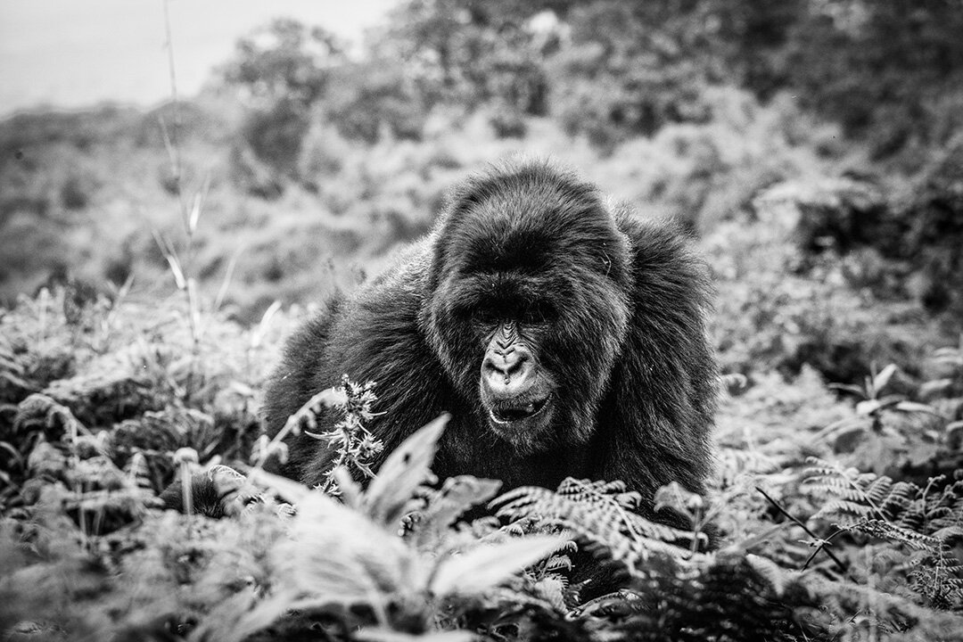 Silverback in His Mountain Kingdom, Rwanda. Photograph © 2020 Mariko Tada. All Rights Reserved.