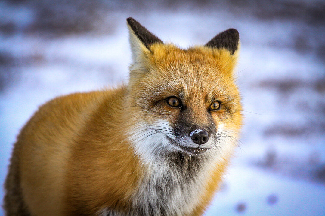 Twinkle Eyes, Red Fox, Arctic. Photograph © 2020 Mariko Tada. All Rights Reserved.