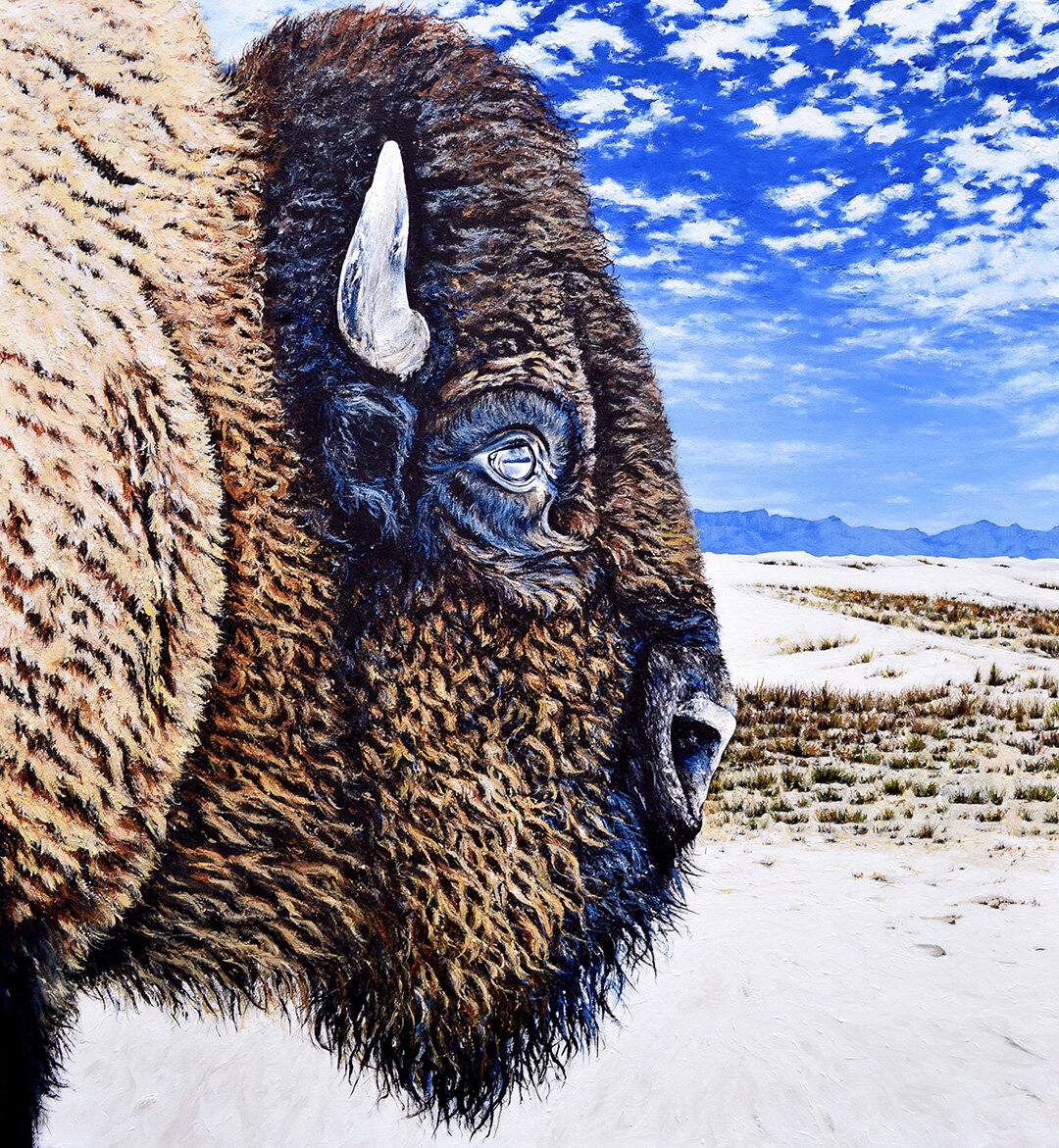 Bison Meets White Sands, NM