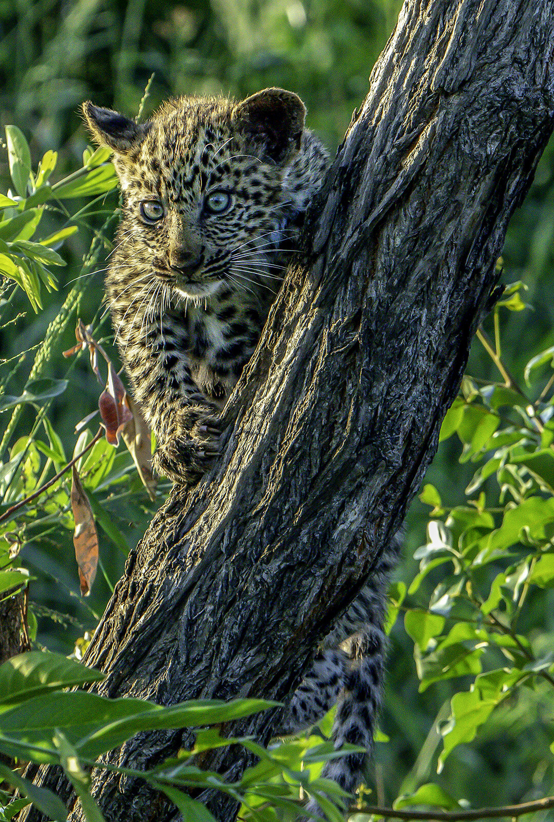 Baby Leopard in South Africa. Photograph © 2021 Michael Holtby. All Rights Reserved.
