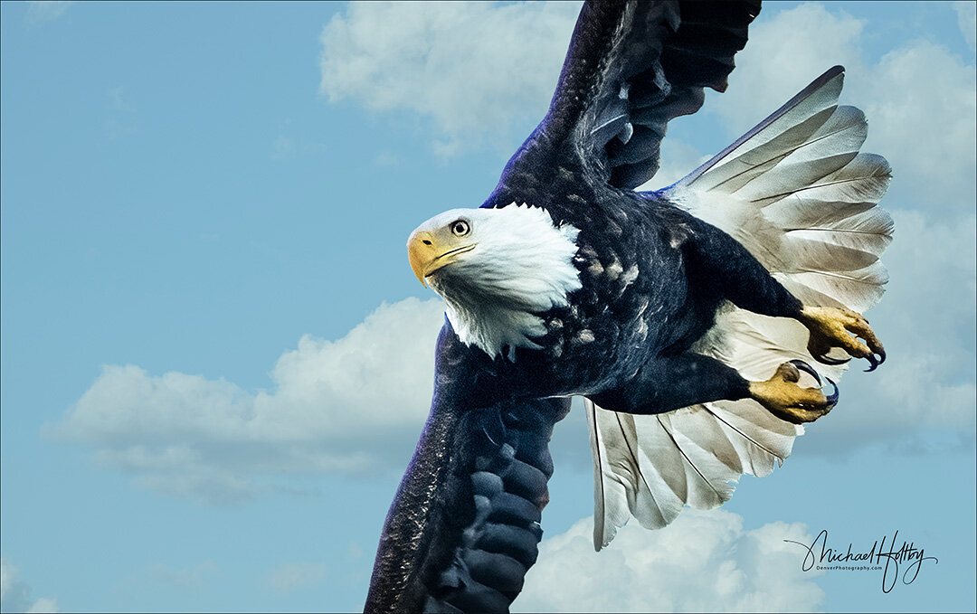 Bald Eagle in the USA. Photograph © 2021 Michael Holtby. All Rights Reserved.