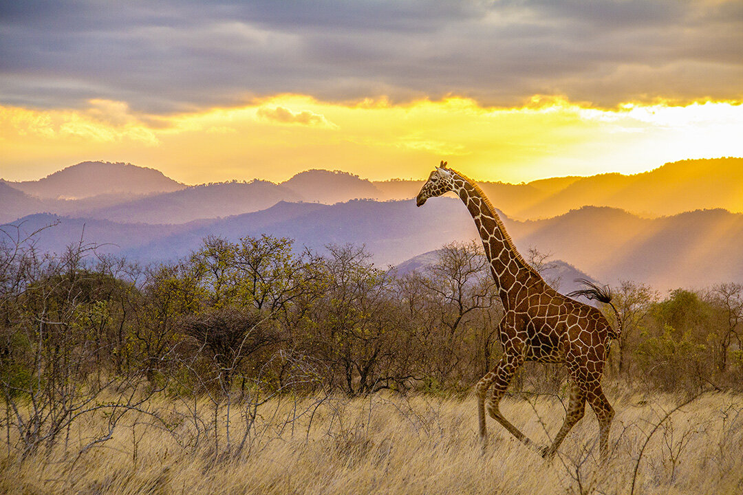 Giraffe in Kenya. Photograph © 2021 Michael Holtby. All Rights Reserved.