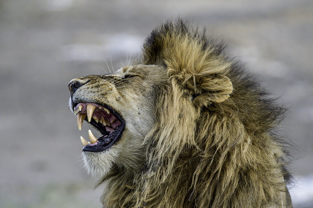 Lion in Tanzania. Photograph © 2021 Michael Holtby. All Rights Reserved.