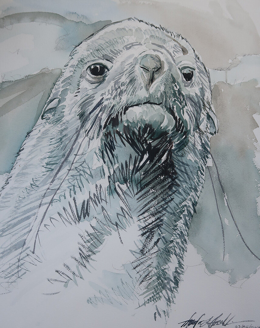 Antarctic Fur Seal © 2021 Theodore Heublein. All Rights Reserved.