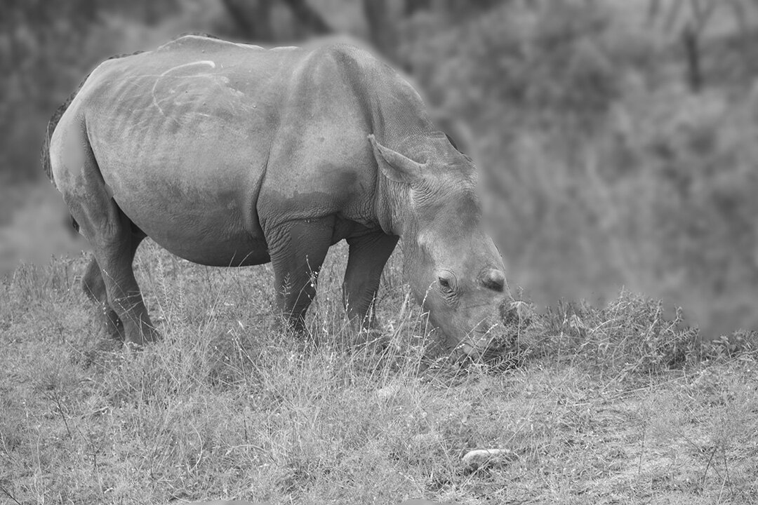 Baby Rhino Grazing. Photograph © 2021 Lynne Bernay. All Rights Reserved.