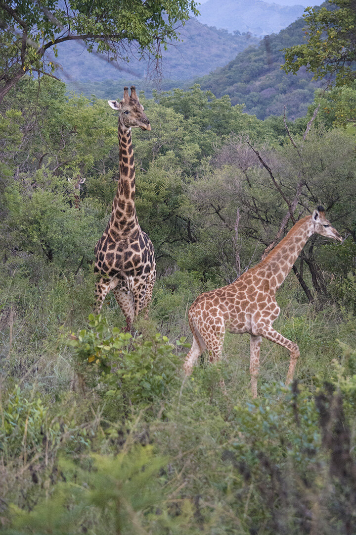 Find the Hiding Giraffe. Photograph © 2021 Lynne Bernay. All Rights Reserved.