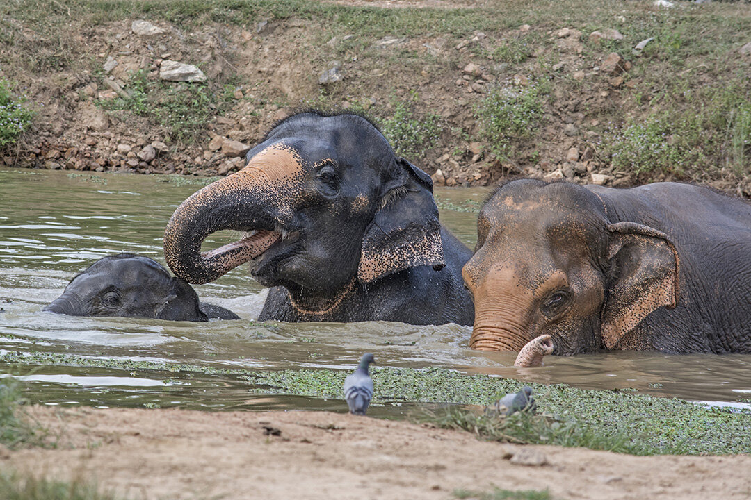 Elephants Cooling. Photograph © 2021 Lynne Bernay. All Rights Reserved.