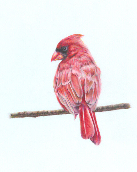 Male Northern Cardinal, Colored Pencil © 2021 Caryn Coville. All Rights Reserved.