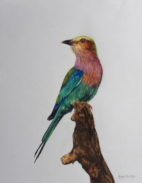 Lilac Breasted Roller - Colored Pencil © 2021 Caryn Coville. All Rights Reserved.