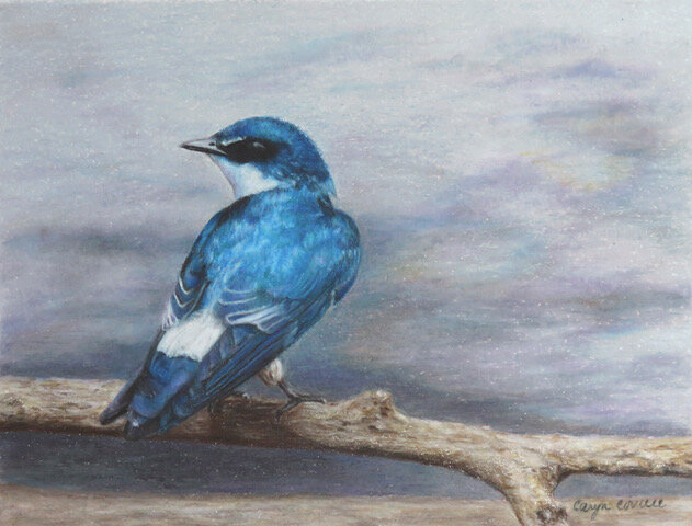 Swallow in Caño Negro, Colored Pencil © 2021 Caryn Coville. All Rights Reserved.