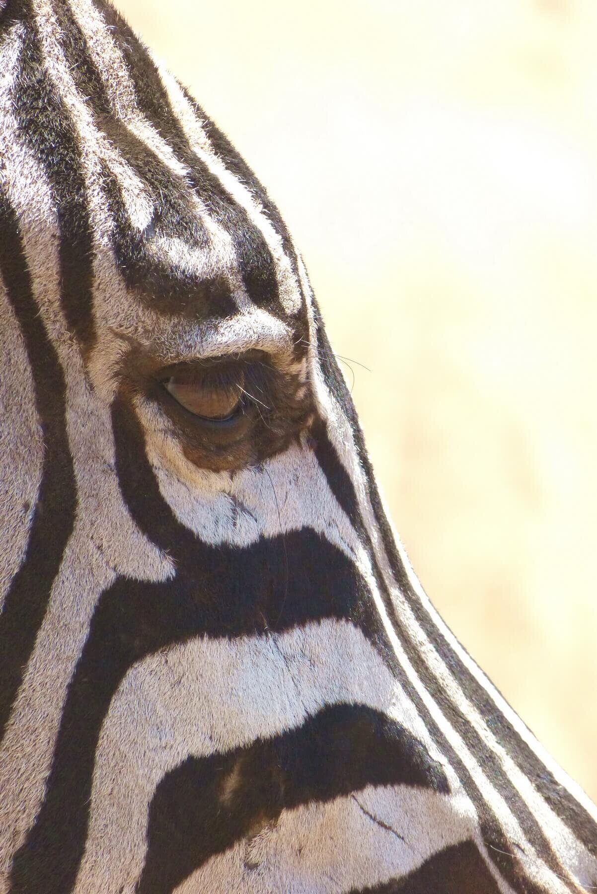 Zebra Eye. Photograph © 2021 H. Allen Benowitz. All Rights Reserved.