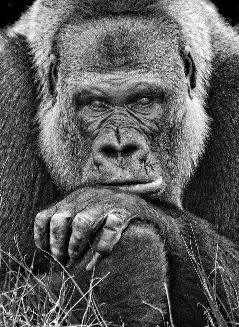 Pensive Primate. Photograph © 2021 Jerry Biddlecom. All Rights Reserved.