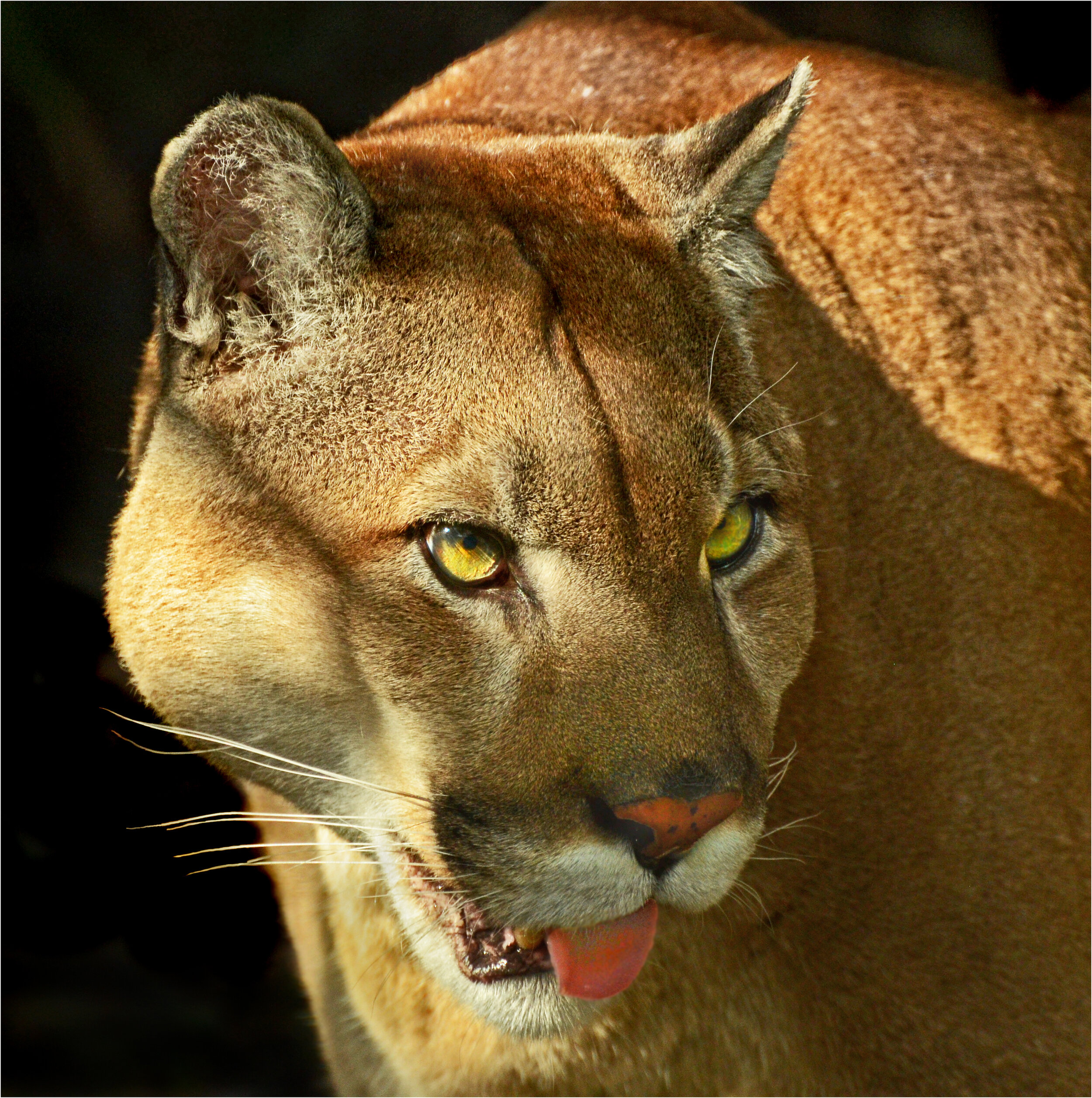 The Endangered Florida Panther. Photograph © 2021 Jerry Biddlecom. All Rights Reserved.