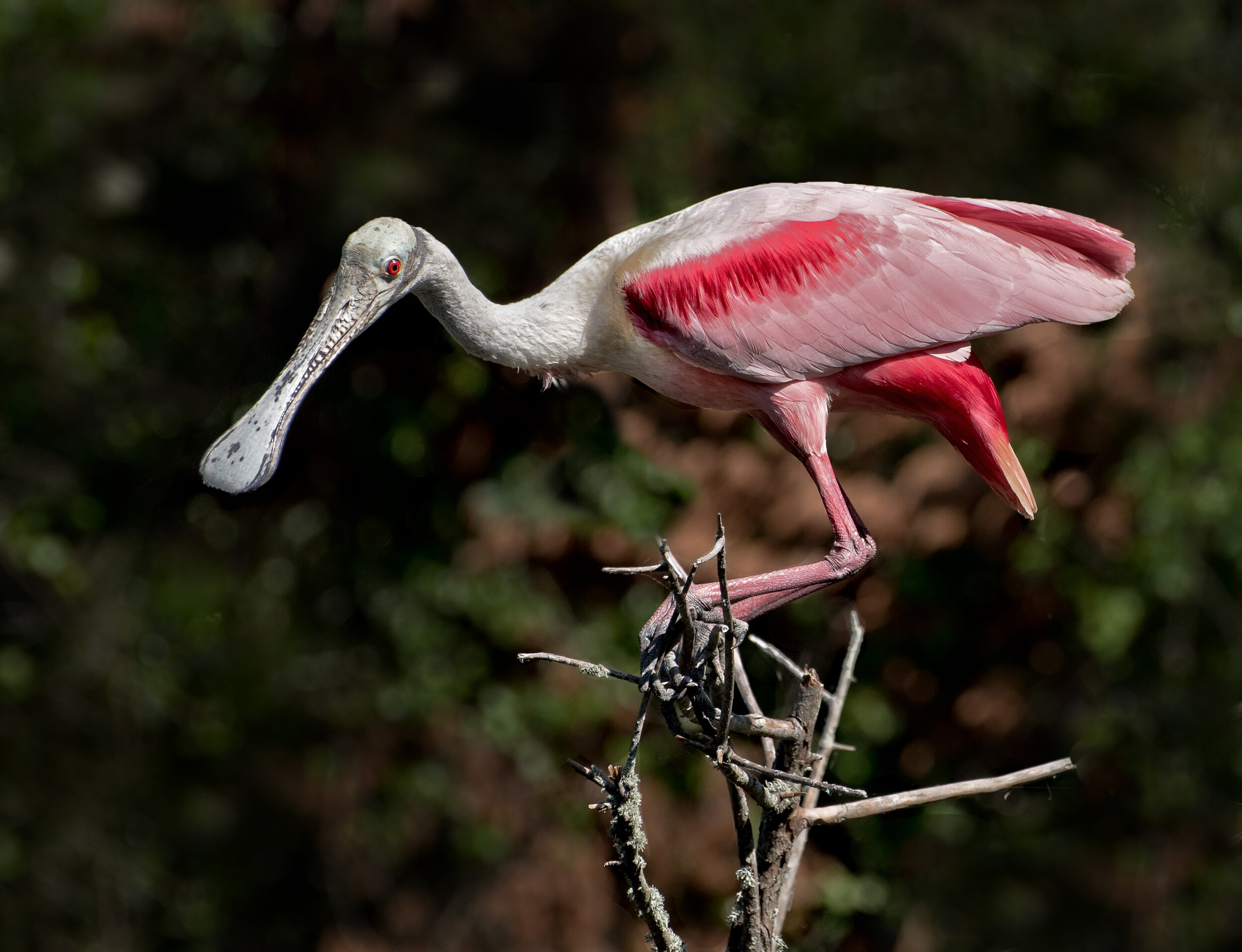 Spoonbill. Photograph © 2021 Jerry Biddlecom. All Rights Reserved.