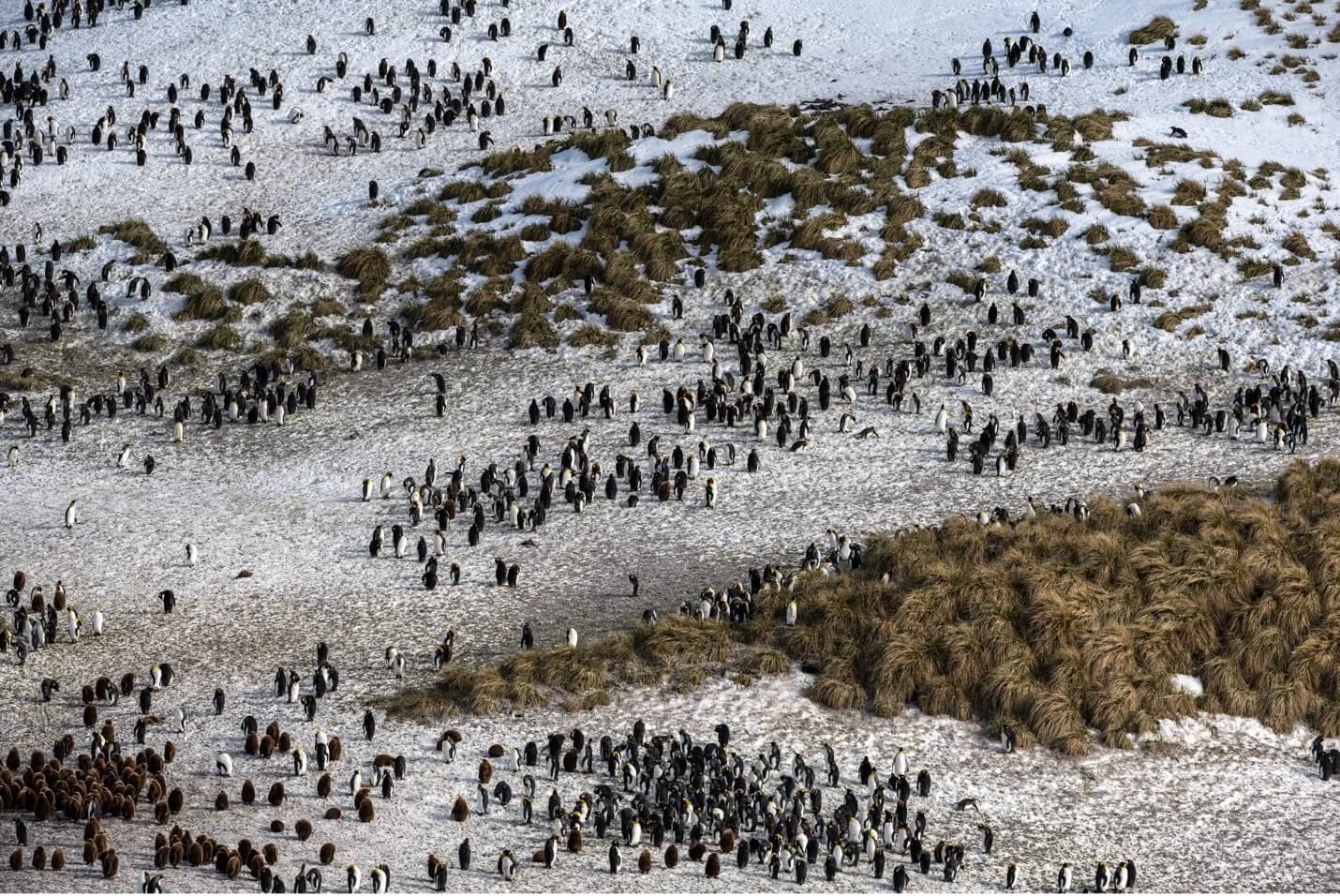 A Breeding Colony of King Penguins at Elsehul © 2019 Debbie McCulliss. All Rights Reserved.