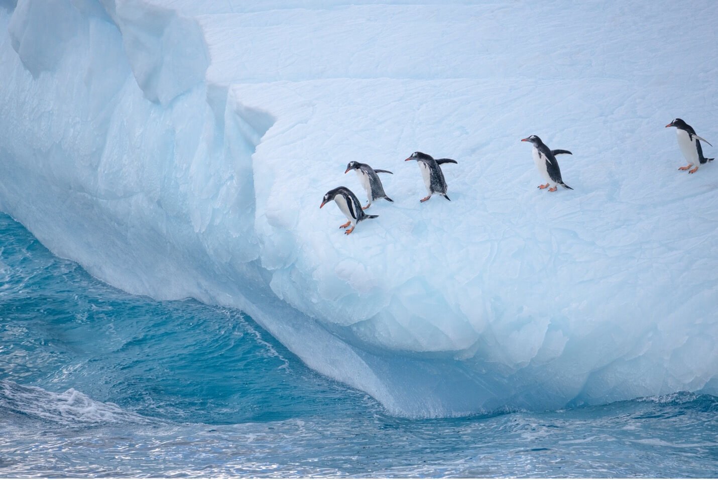 Penguins on iceberg Heading Out for Lunch © 2019 Debbie McCulliss. All Rights Reserved.