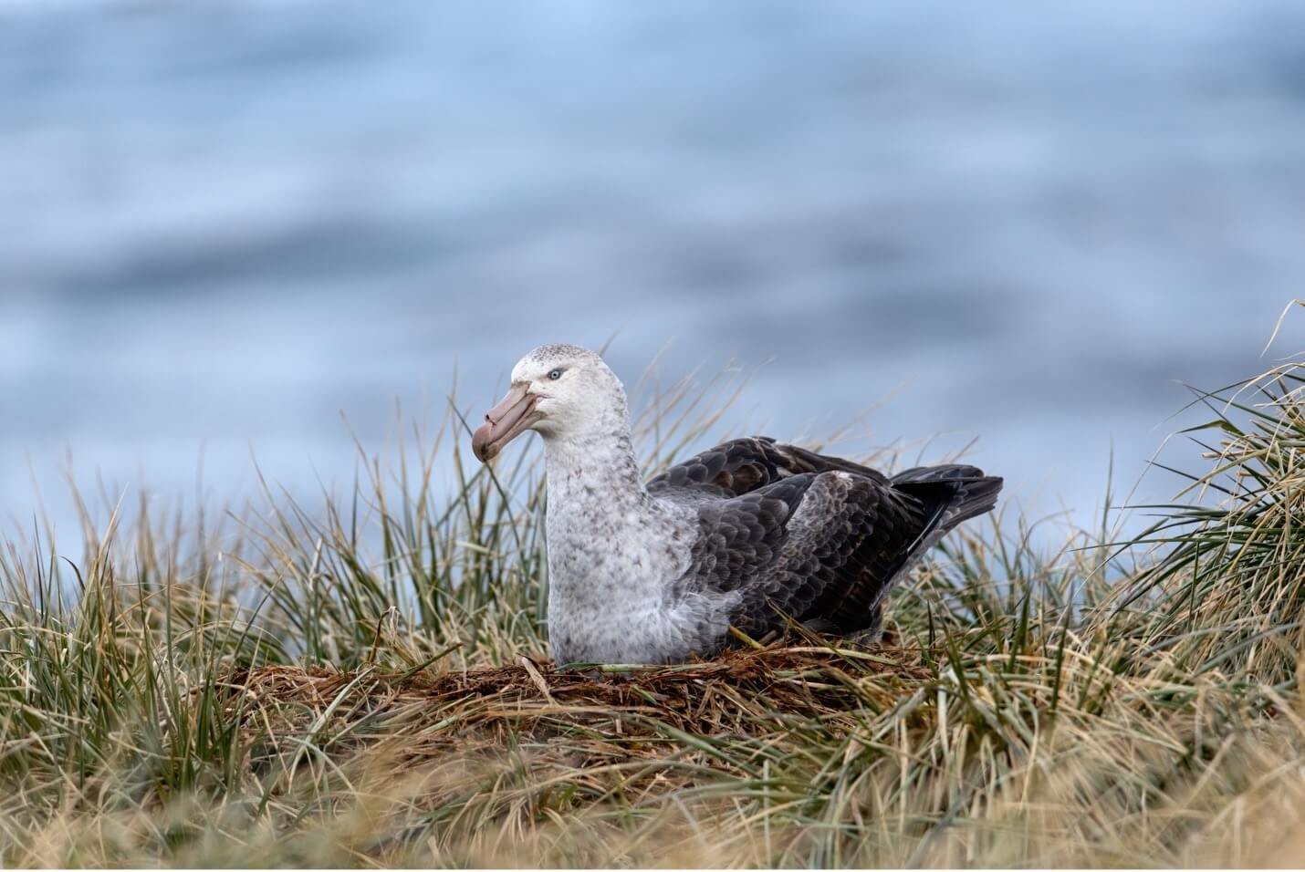 South Georgia Island Albatross © 2019 Debbie McCulliss. All Rights Reserved.