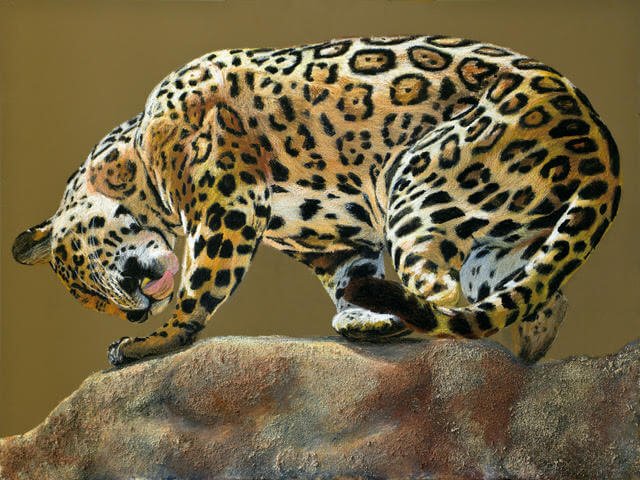 Jaguar with a Twist © 2021 Patsy Lindamood. All Rights Reserved.