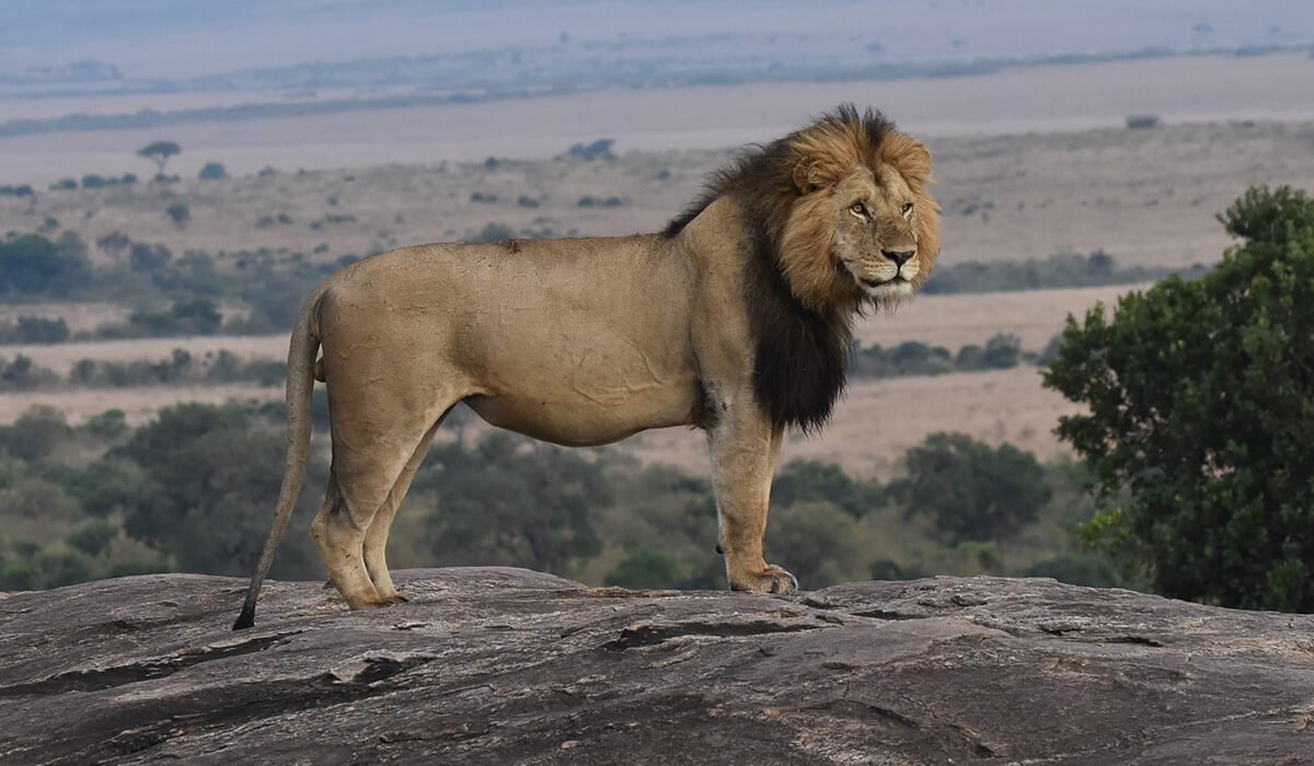 King of the Jungle - Kenya Africa © 2022 Steve Pressman. All Rights Reserved.