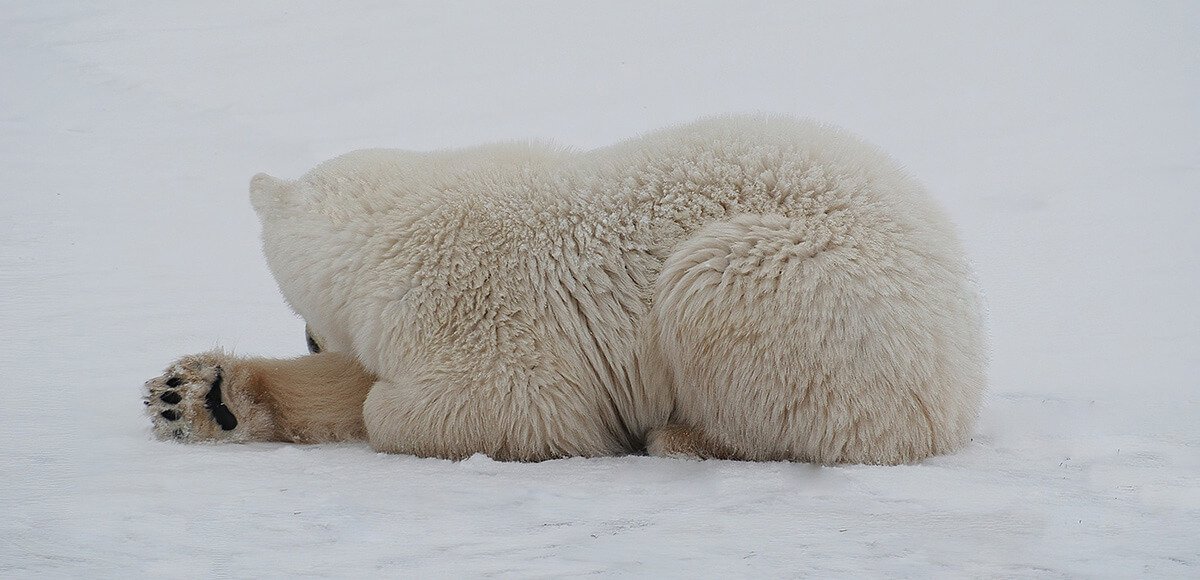 Polar Paw - Churchill Manitoba Canada © 2022 Steve Pressman. All Rights Reserved.