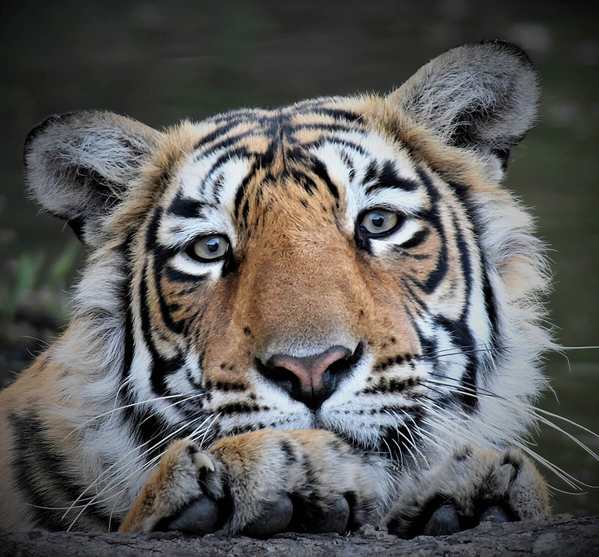 Portrait of a Tiger - India © 2022 Steve Pressman. All Rights Reserved.