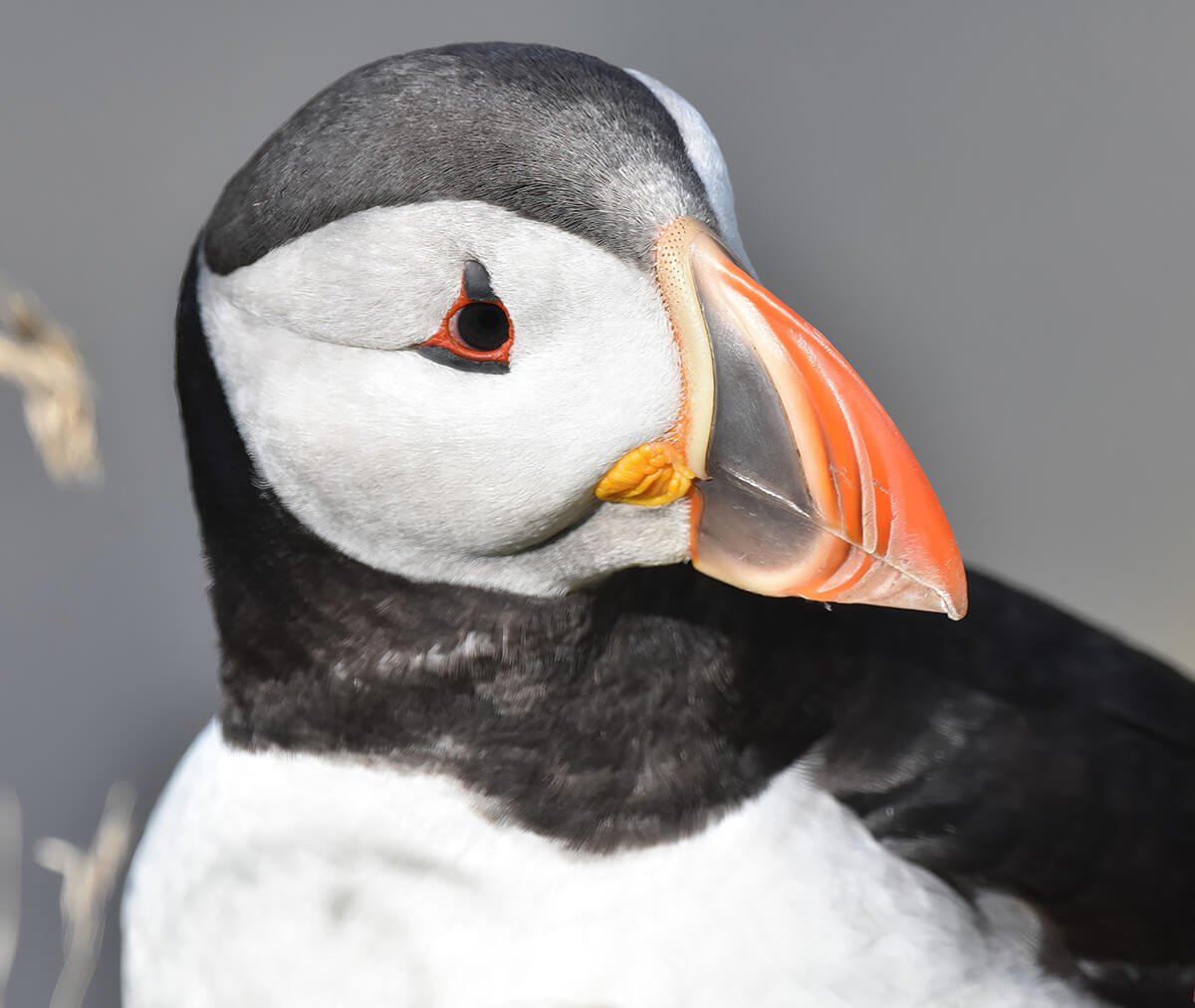 Profiling the Puffin - Iceland © 2022 Steve Pressman. All Rights Reserved.