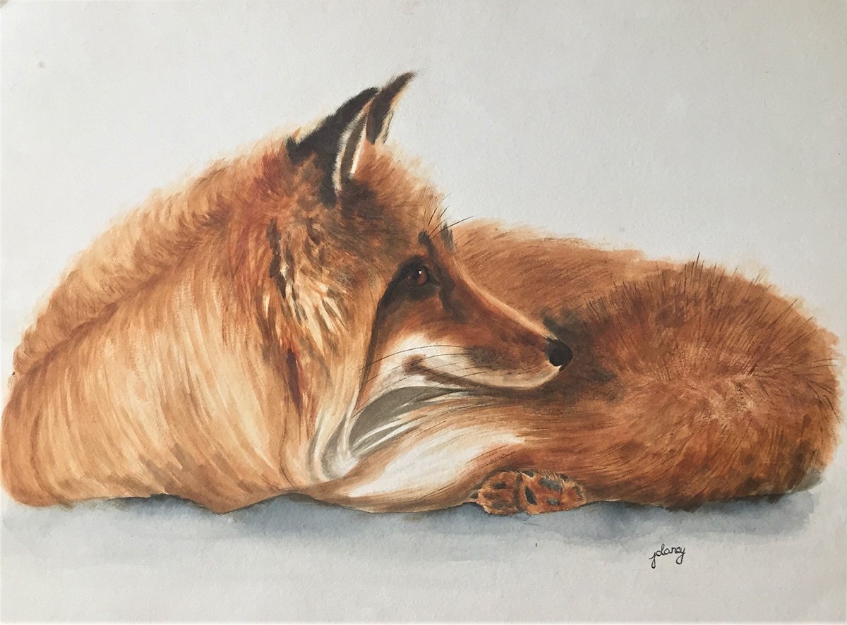 Fox Lying in the Snow © 2022 Jody Goldman. All Rights Reserved.