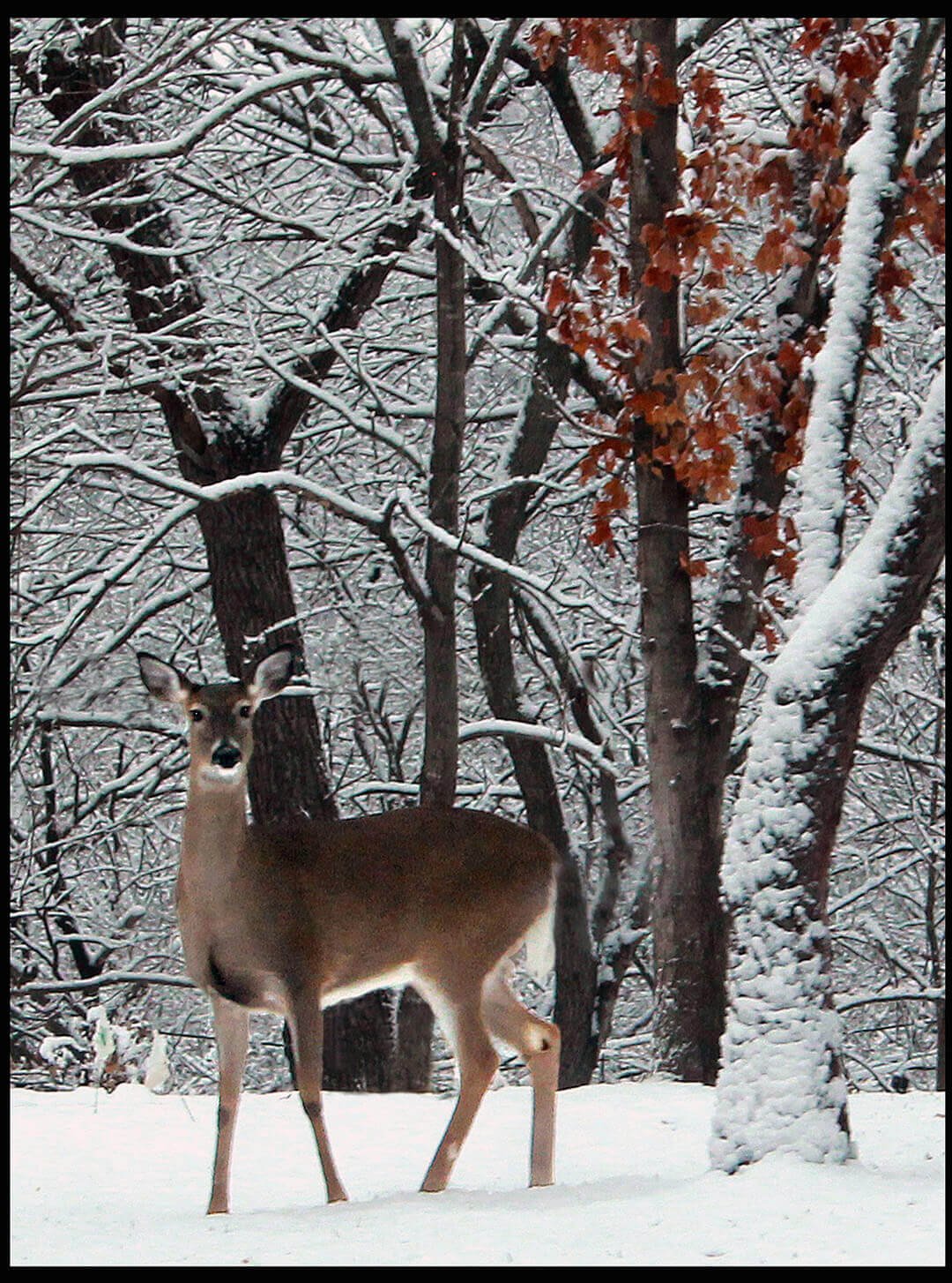 Snow Deer © 2023 Nancy Haseman. All Rights Reserved.