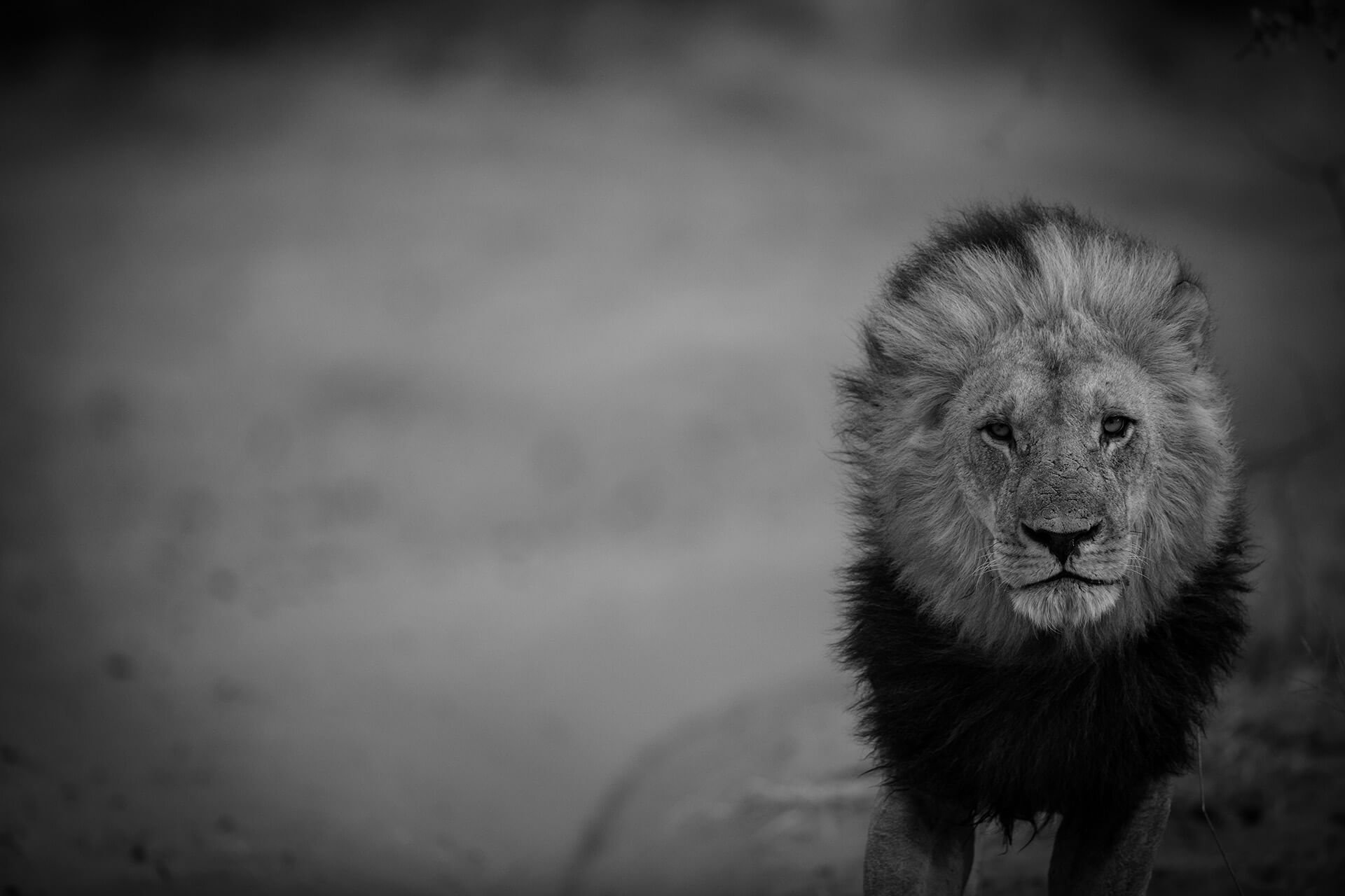 African Lion © 2023 Jacha Potgieter. All Rights Reserved.