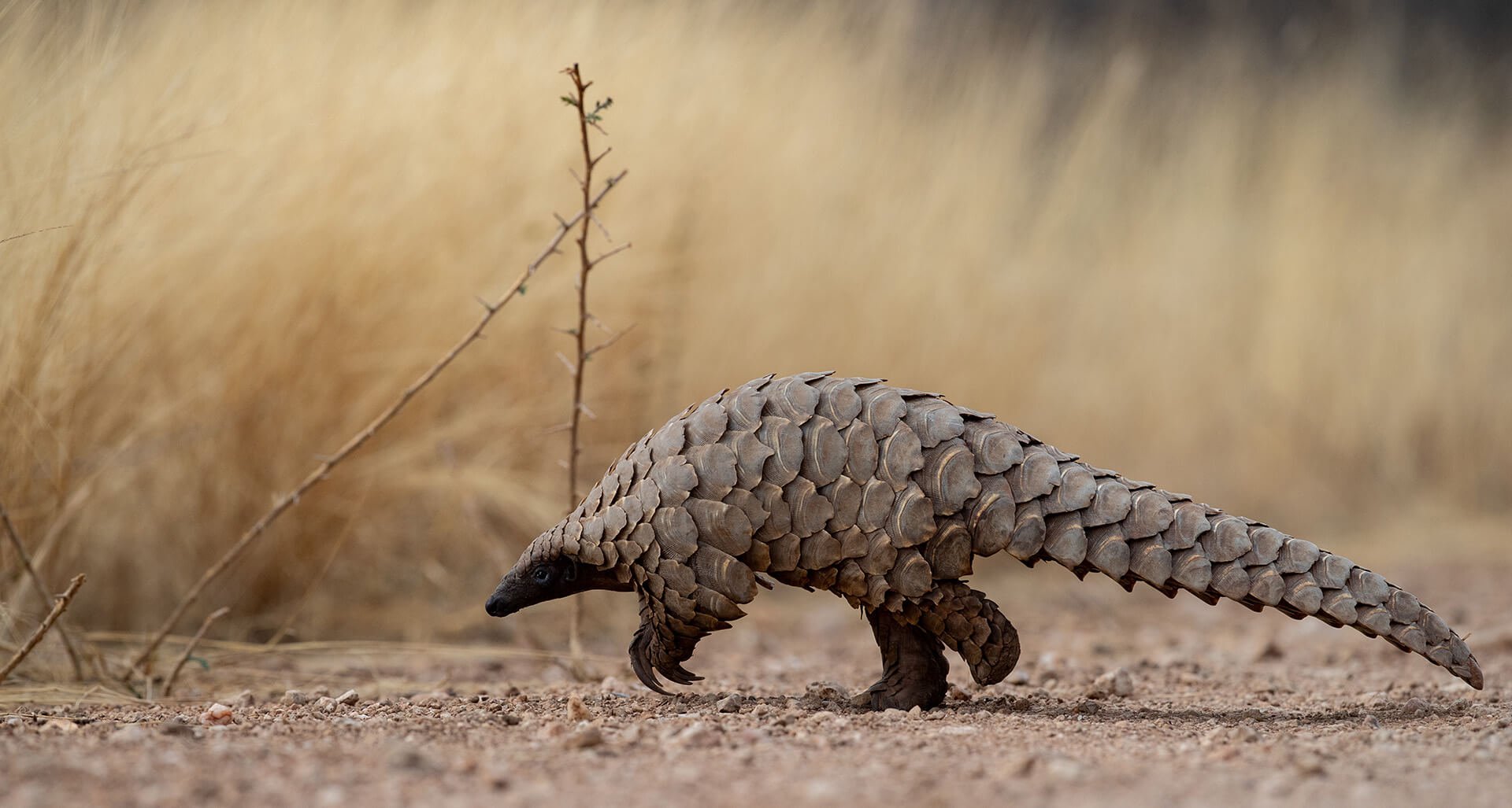 Pangolin Crossing © 2023 Jacha Potgieter. All Rights Reserved.