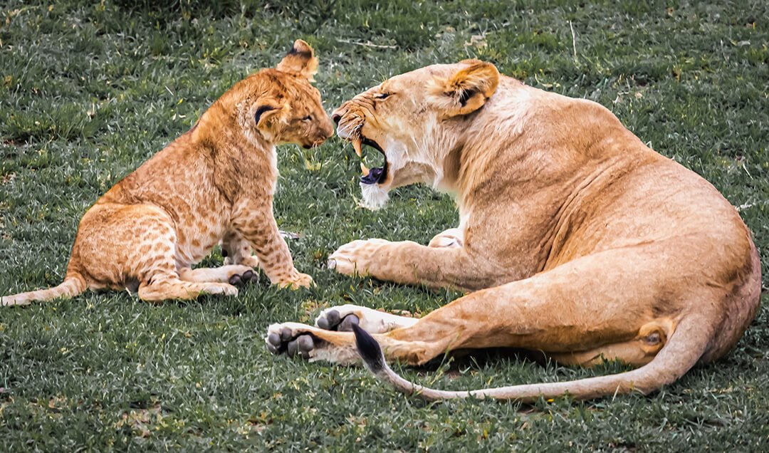 Mama Lioness and Cub © 2023 Robin Zygelman. All Rights Reserved.