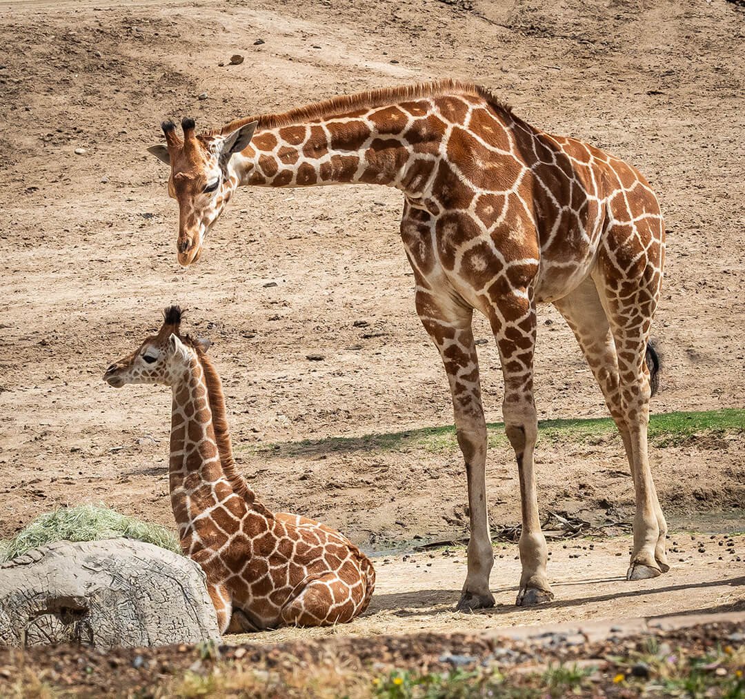Mama Giraffe and Baby © 2023 Robin Zygelman. All Rights Reserved.