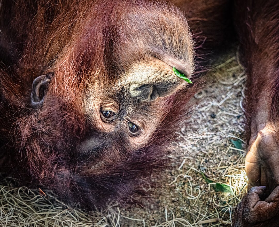 Mama Orangutan © 2023 Robin Zygelman. All Rights Reserved.