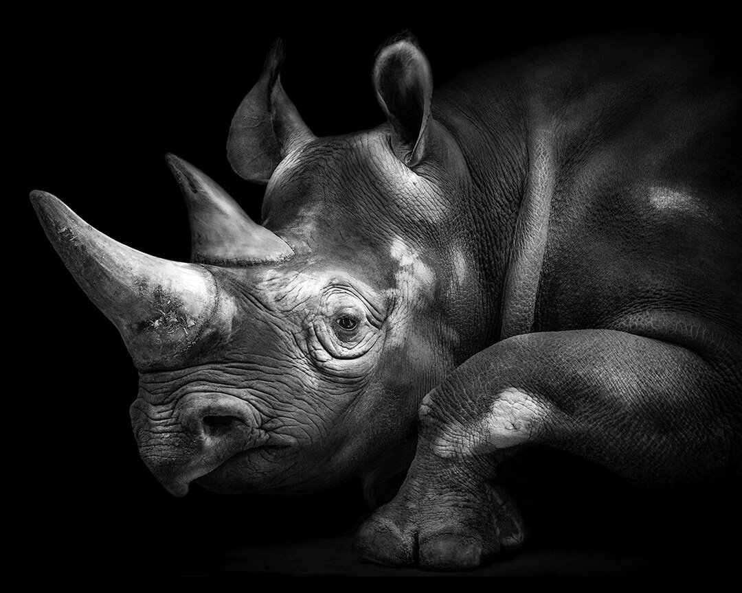 Portrait of a Black Rhinoceros © 2023 Lauren Chambers. All Rights Reserved.