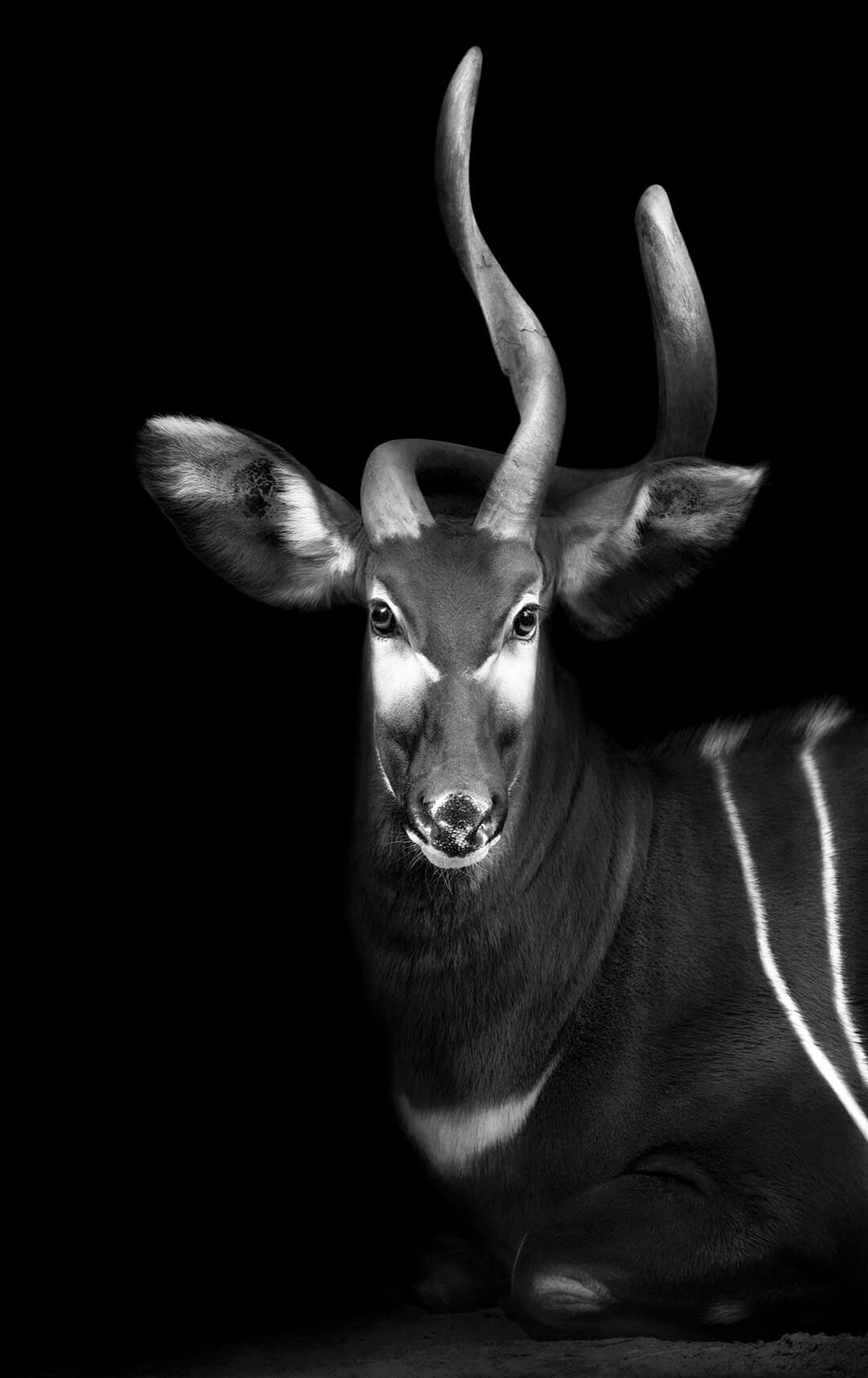 Portrait of a Bongo © 2023 Lauren Chambers. All Rights Reserved.