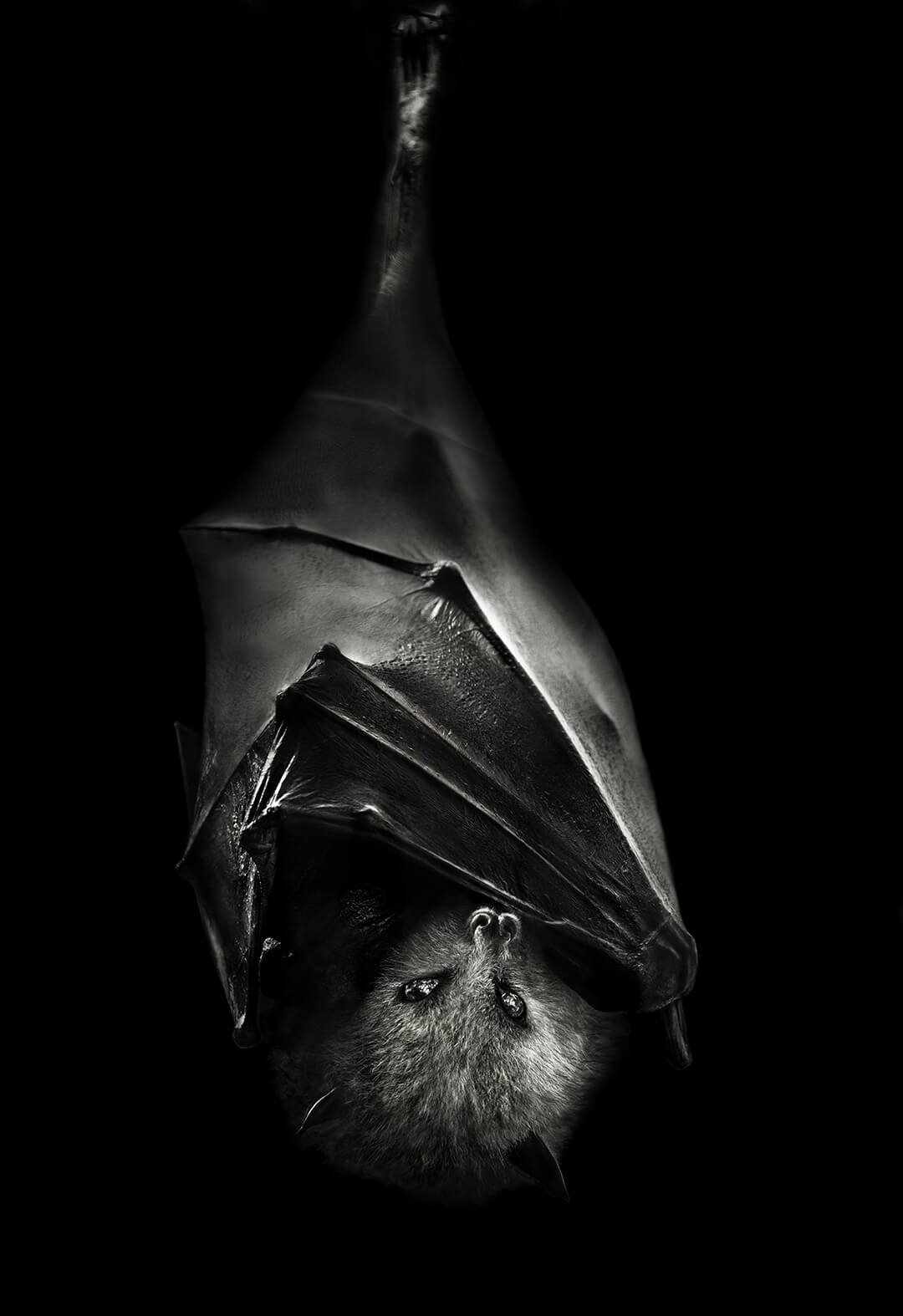 Portrait of a Grey-Headed Flying Fox © 2023 Lauren Cha