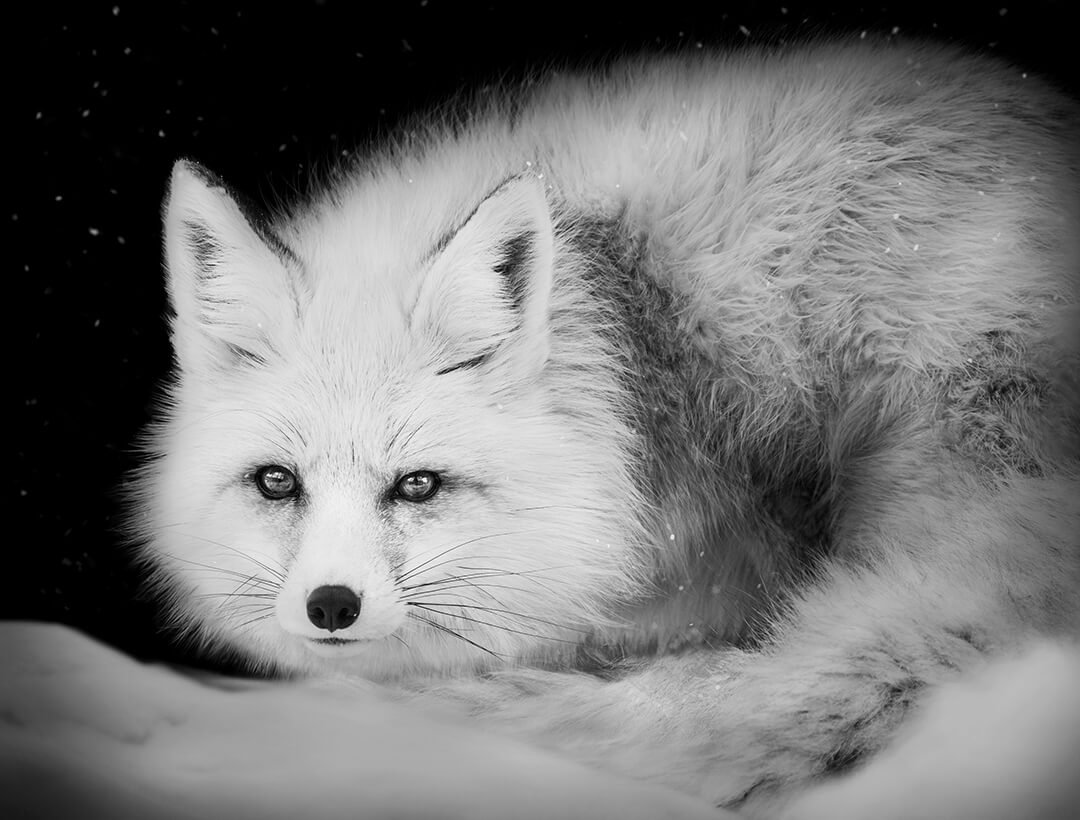 Portrait of a Arctic Fox © 2023 Lauren Cha