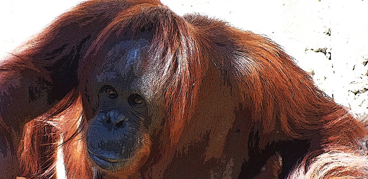 Orangutan Mom © 2024 Judy Freeman. All Rights Reserved.