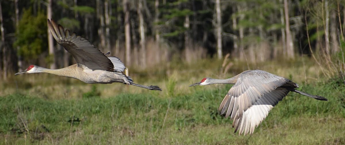 Sandhills In Flight © 2024 Judy Freeman. All Rights Reserved.