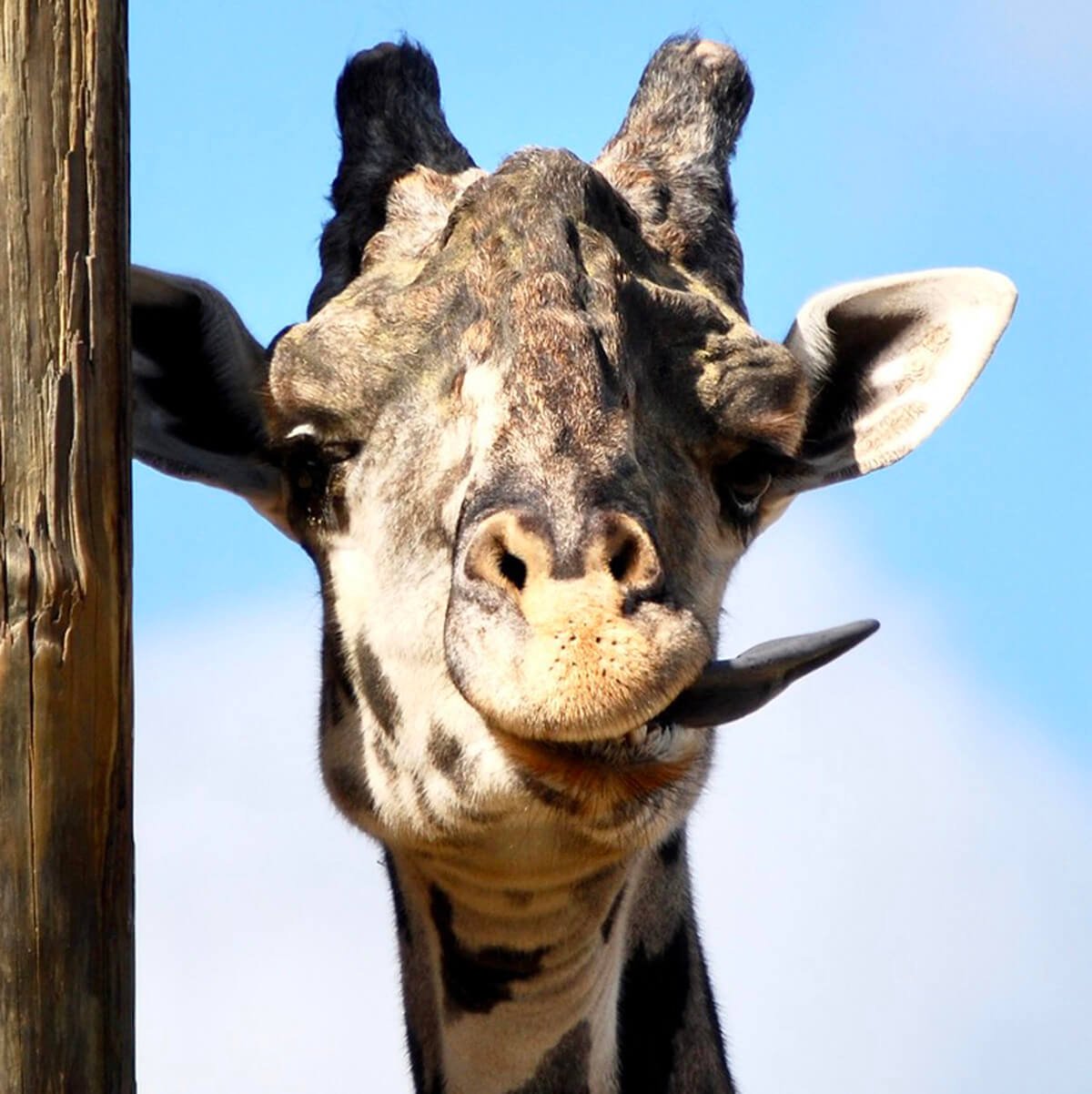 Giraffe - Say Ahhhh © 2024 Judy Freeman. All Rights Reserved.