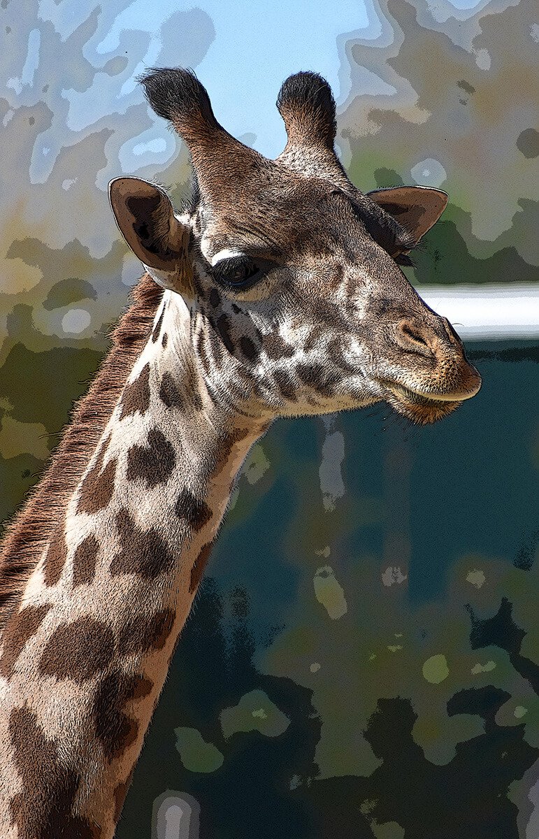 Giraffe © 2024 Judy Freeman. All Rights Reserved.