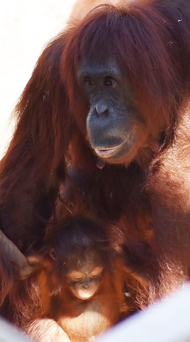 Mom and Babe © 2024 Judy Freeman. All Rights Reserved.