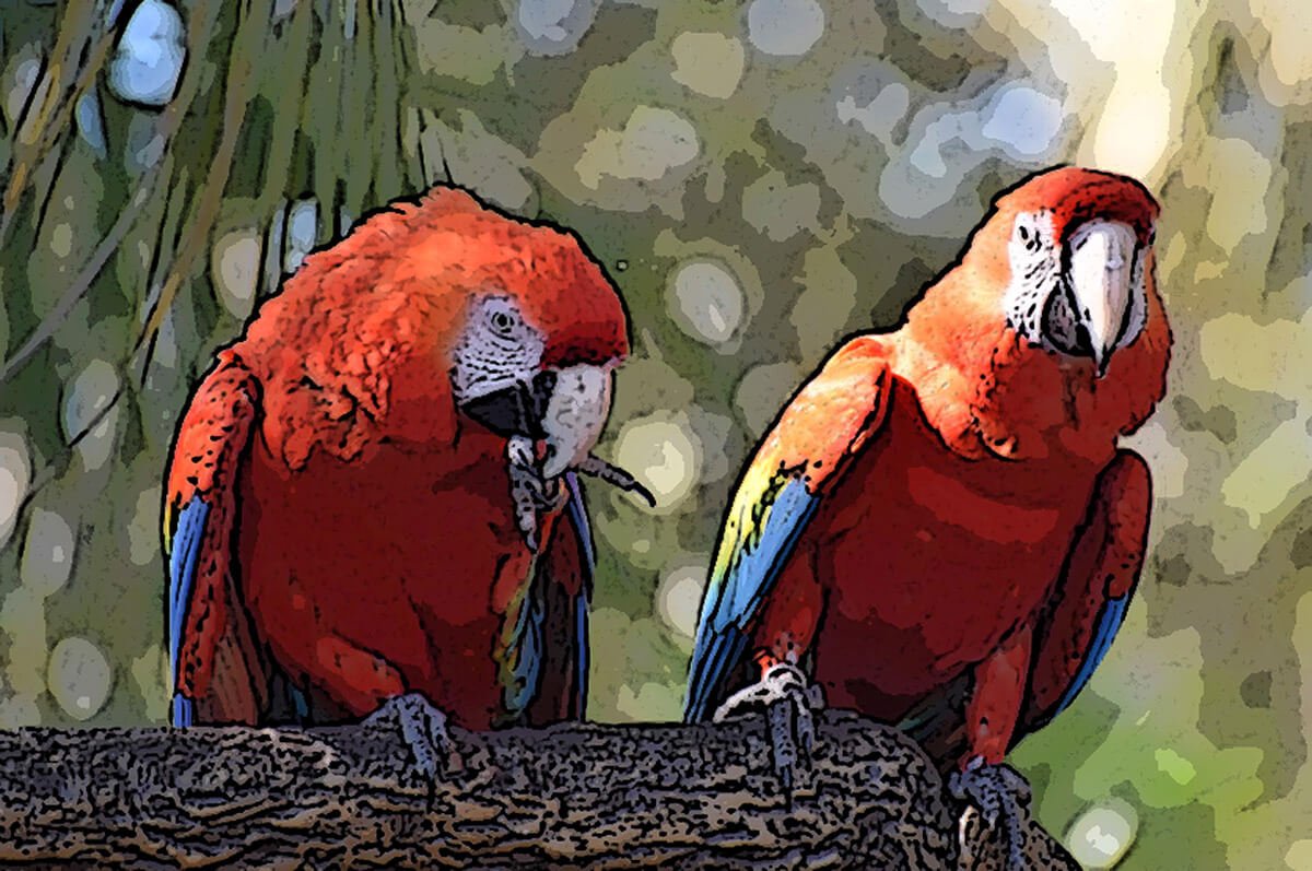 Macaws - Snack Time © 2024 Judy Freeman. All Rights Reserved.