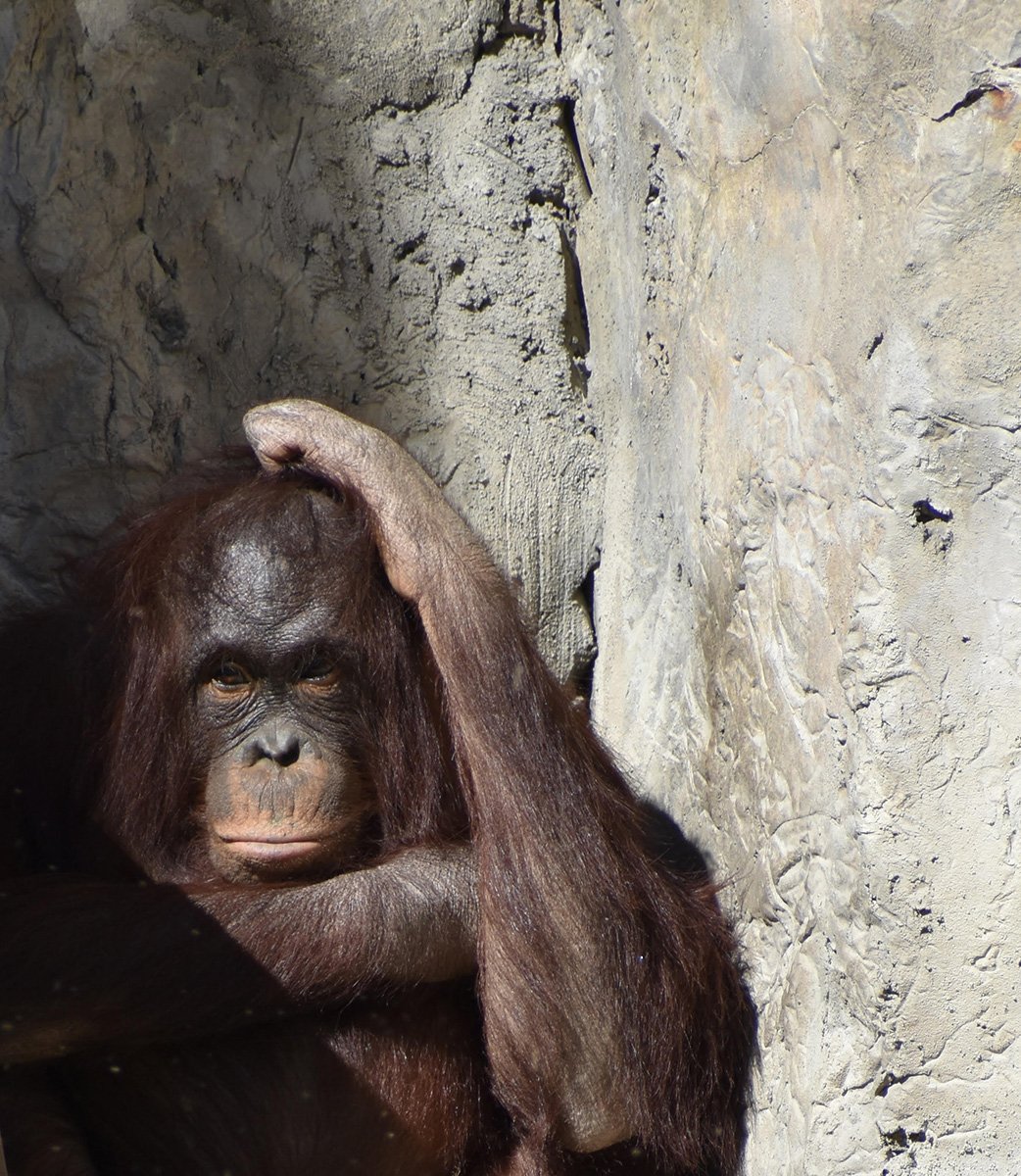 Orangutan - Was It Something I Said? © 2024 Judy Freeman. All Rights Reserved.