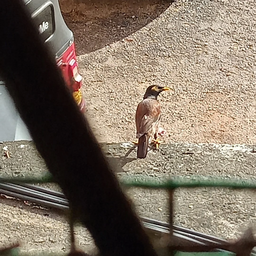SUBMISSION Birds Backyard photshoot © 2022 Balamurugan Madushitha